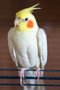 Parakeet bird spring bonnet