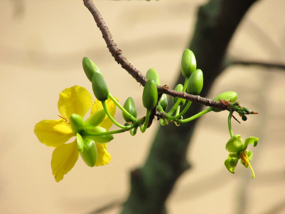 Yellow flowers tree branch