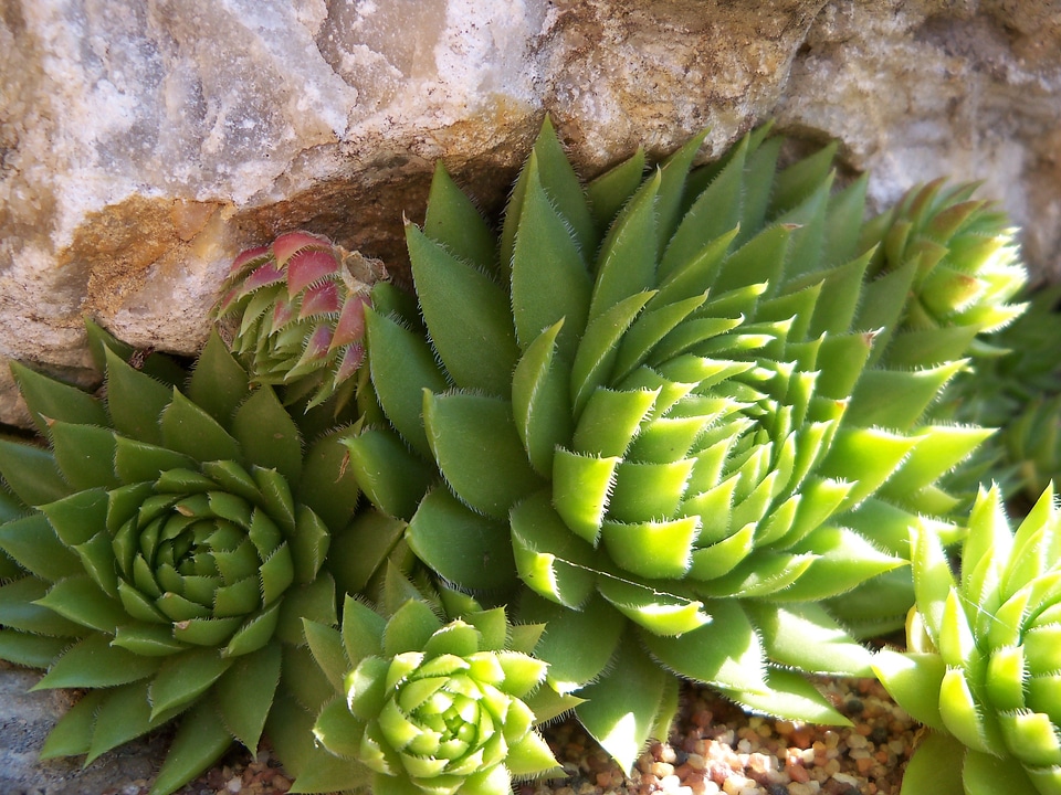 Plant succulent autumn