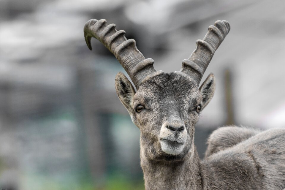 Alpine alpine ibex mammal