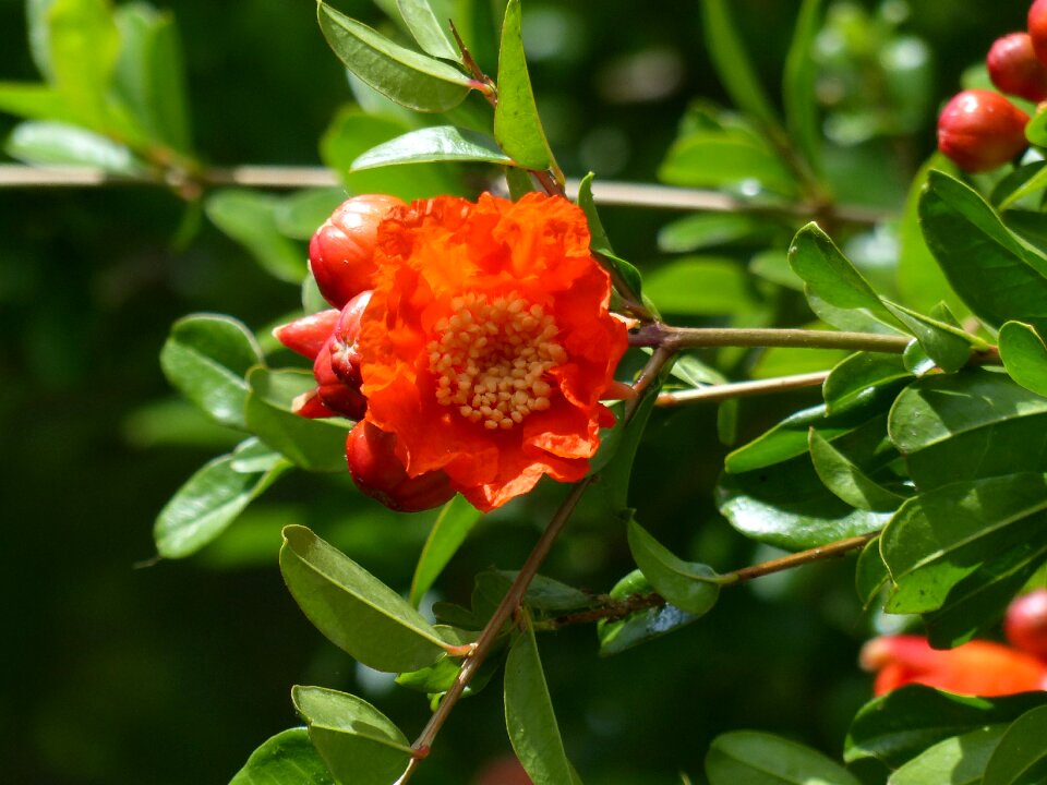 Backlighting flower cups open
