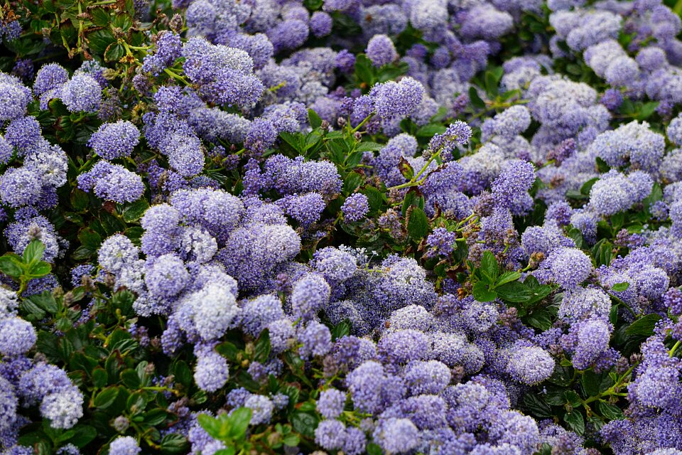 Nature color flower garden