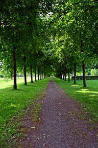 Trees tree lined avenue green