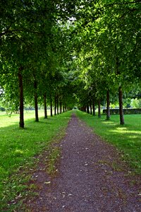 Trees tree lined avenue green photo