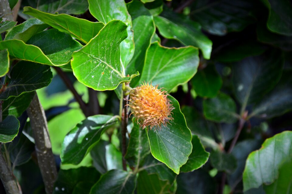 Column gold beech fagus sylvatica tree fruit