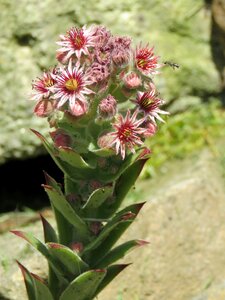 Sempervivum thick sheet greenhouse stone crop