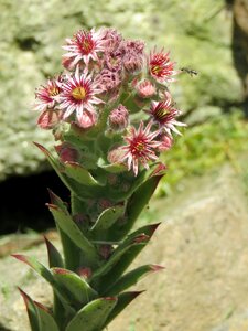 Sempervivum thick sheet greenhouse stone crop photo