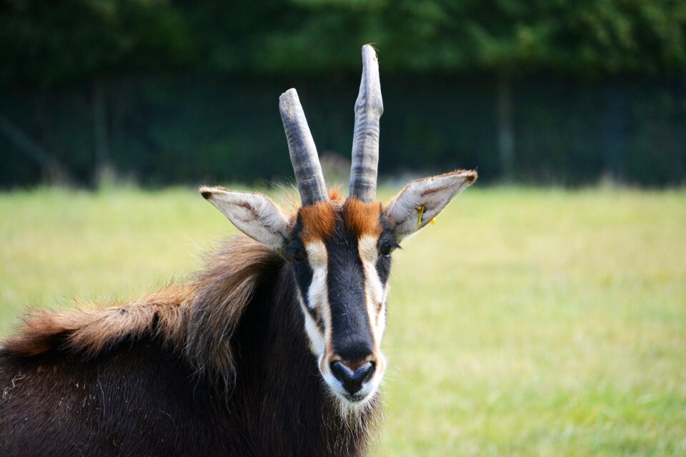 Animal mammal nature