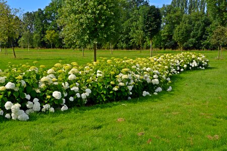 Garden landscape rush