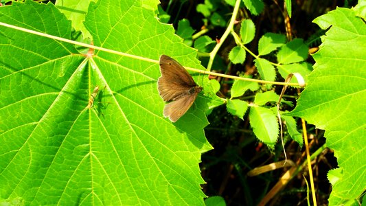 Butterfly brown insect photo