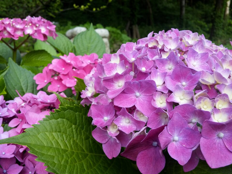 Nature petal flowers