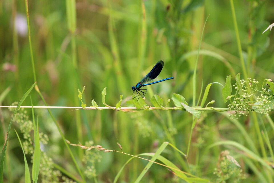 Wing nature flight insect