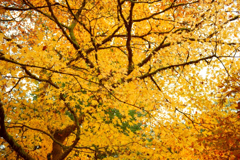 Fall nature season