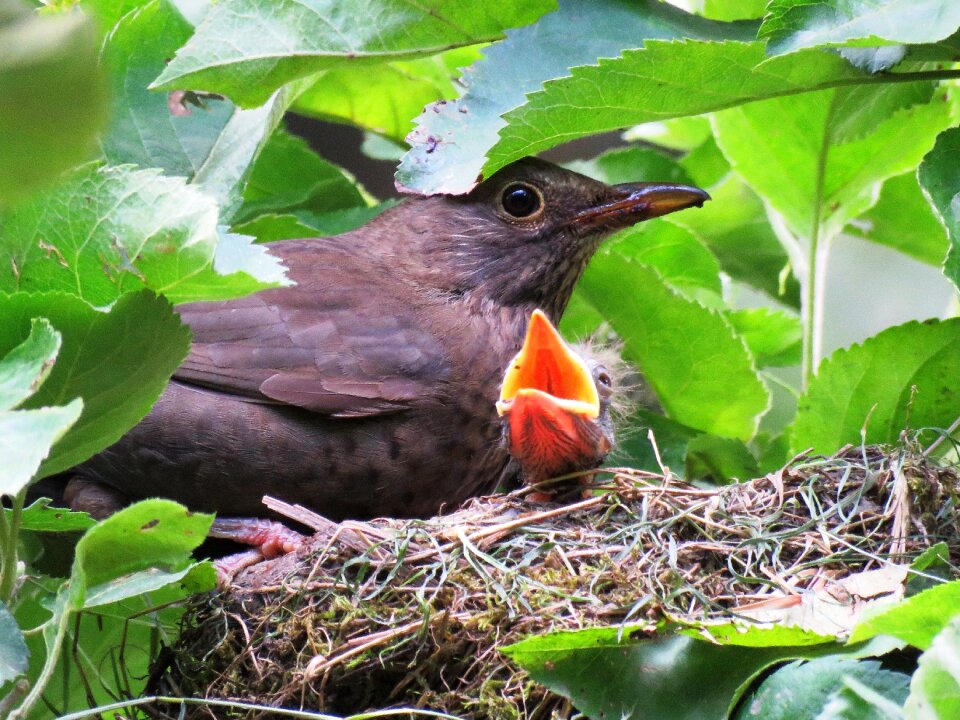 Bird's nest bird young bill