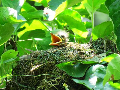 Nest hunger blackbird nest photo
