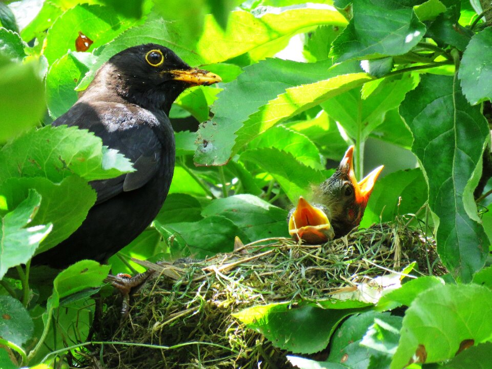 Bird young bill young birds
