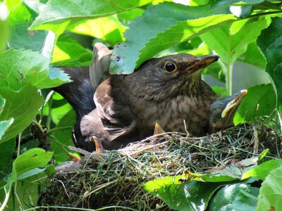 Bird's nest bird young bill