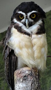 Bird wildlife gray owl