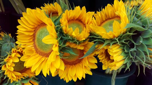 Sunflower flowers bouquet