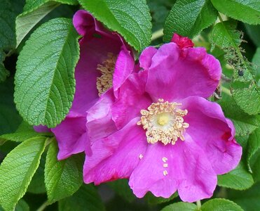 Blossom bloom plant