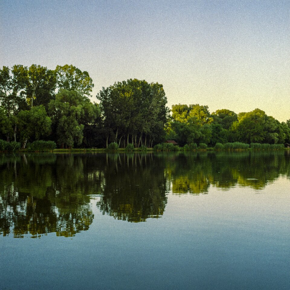 Forest water landscape photo