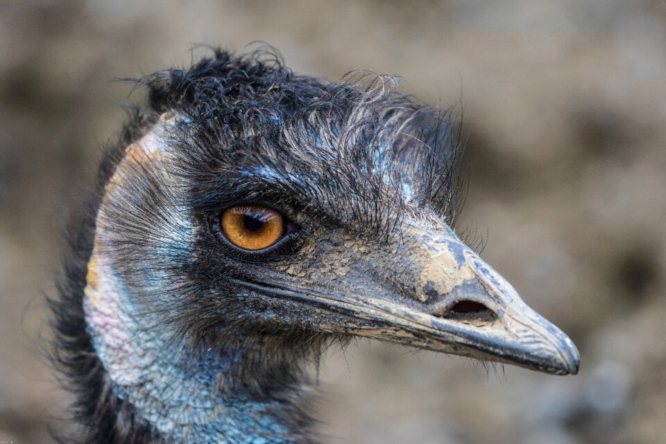 Close up animal bill