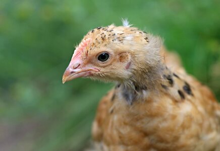 Village cock bird photo