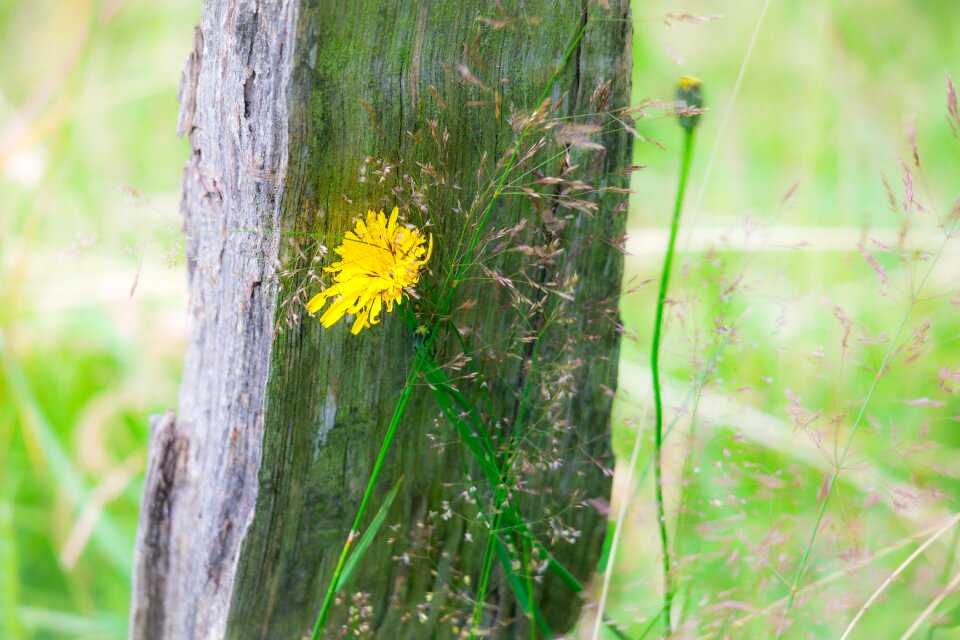 Fence post blossom bloom