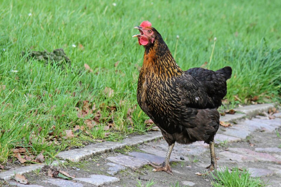 Poultry animal livestock