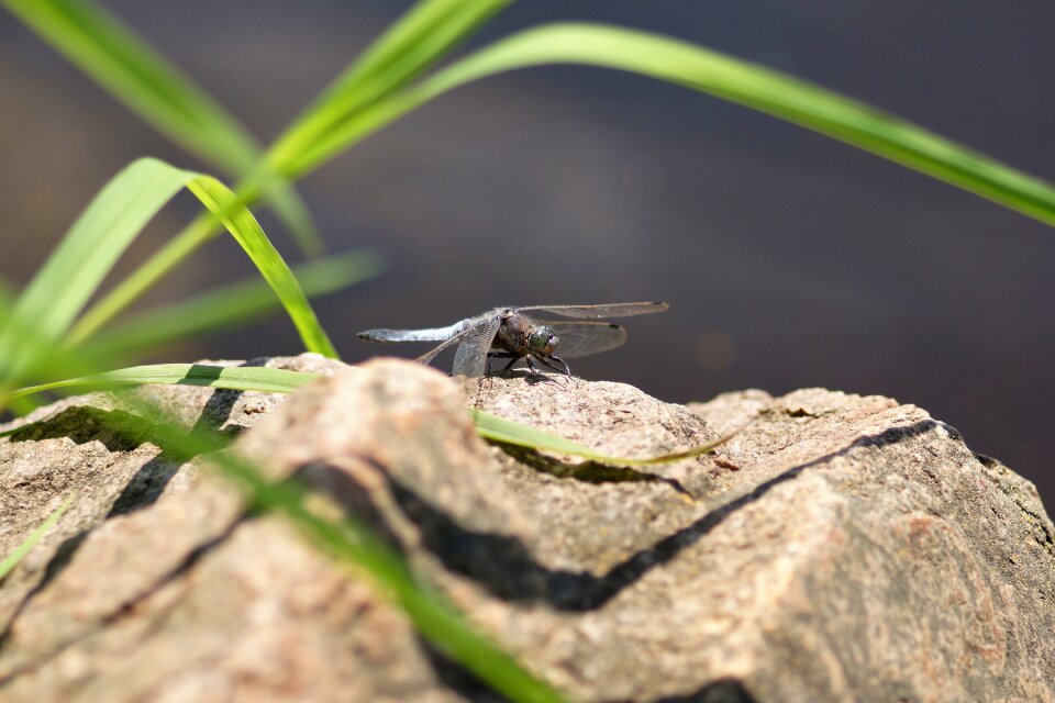 Skimmer reeds nature