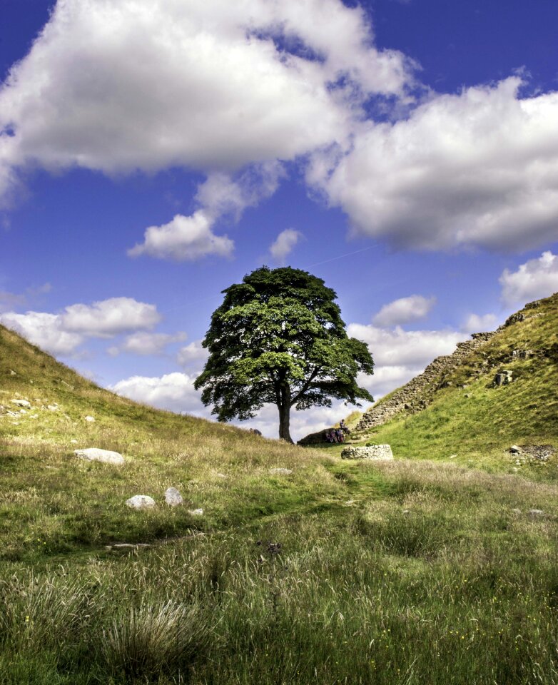 Landscape lonely tree