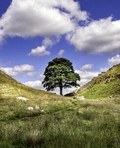 Landscape lonely tree
