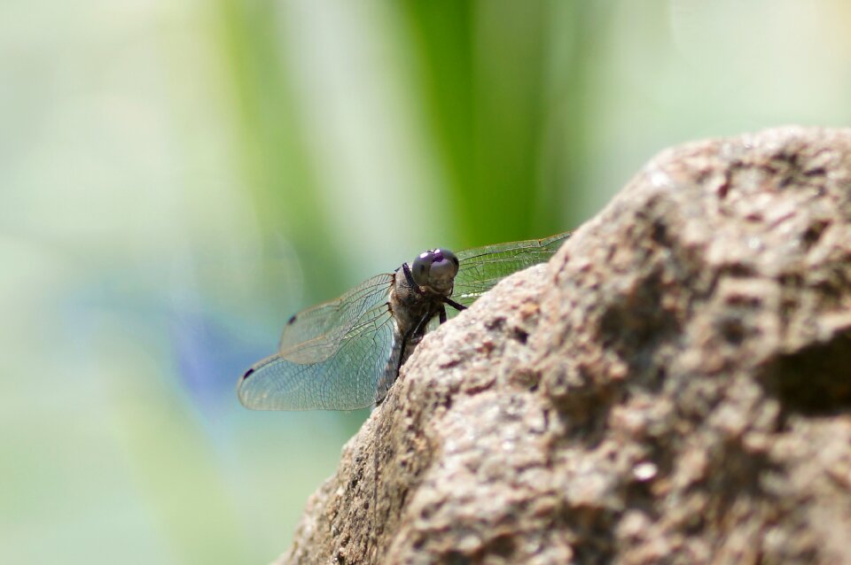 Summer nature water