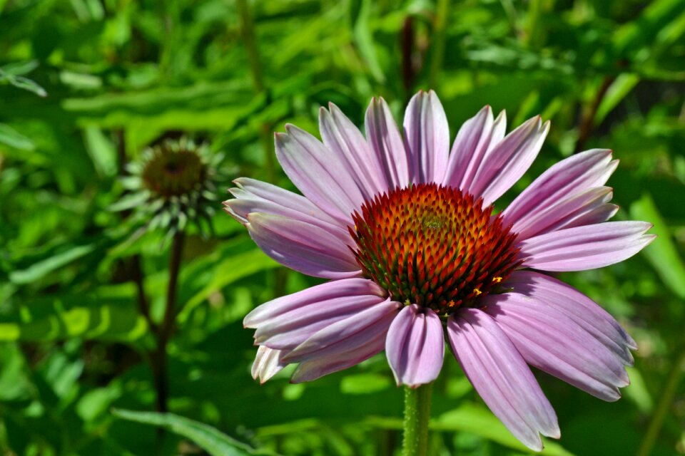 Purple flower pink flower composites