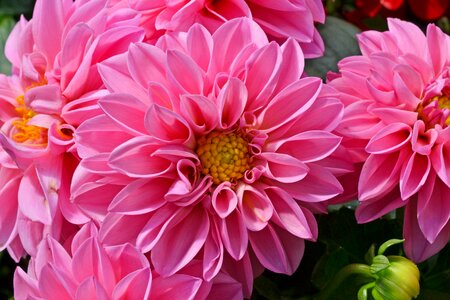 Pink flower georgine composites photo