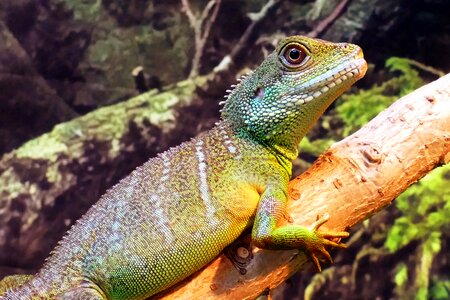 Concincinus water dragon