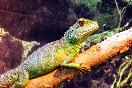 Concincinus water dragon