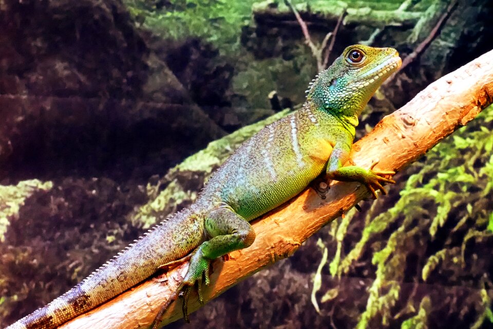 Concincinus water dragon