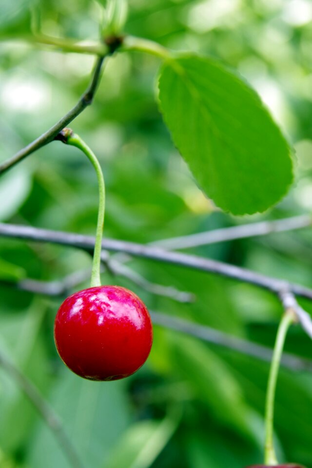 Health nature vitamin
