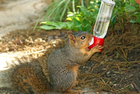 Thirsty drinking water
