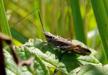 Insect green nature photo