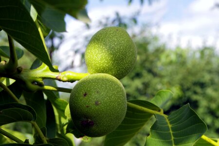 Ripening green fruit photo