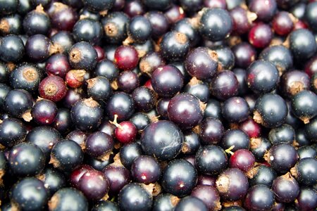 Fruit vitamins jam