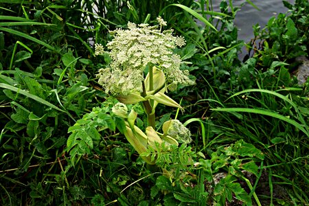 Flower wild flower poisonous