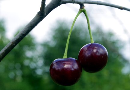 Health nature vitamin