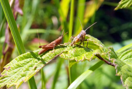 Insect green nature photo