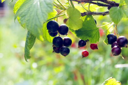 Healthy food garden