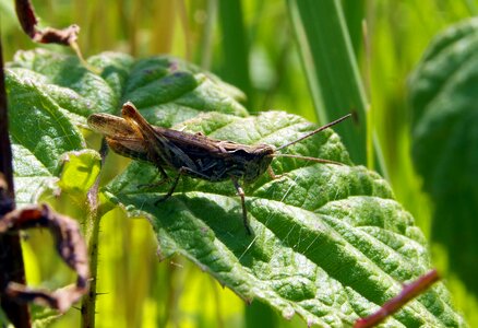 Insect green nature photo