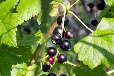 Healthy food garden