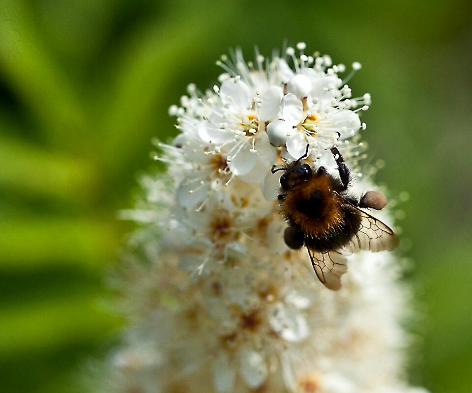 Full bloom summer nature